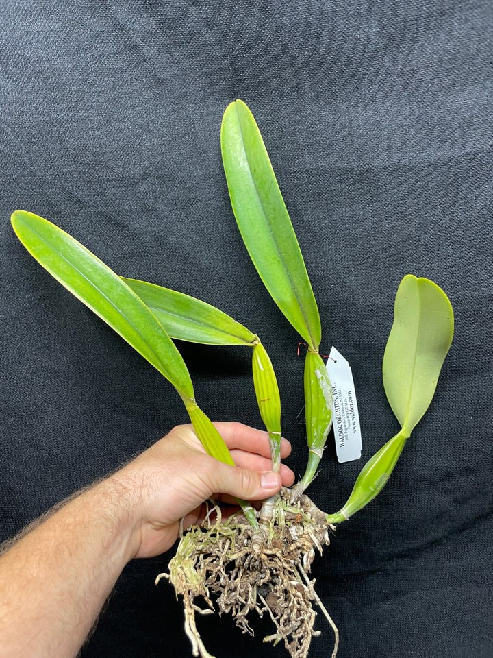 C. trianaei coeulea `Azulino&