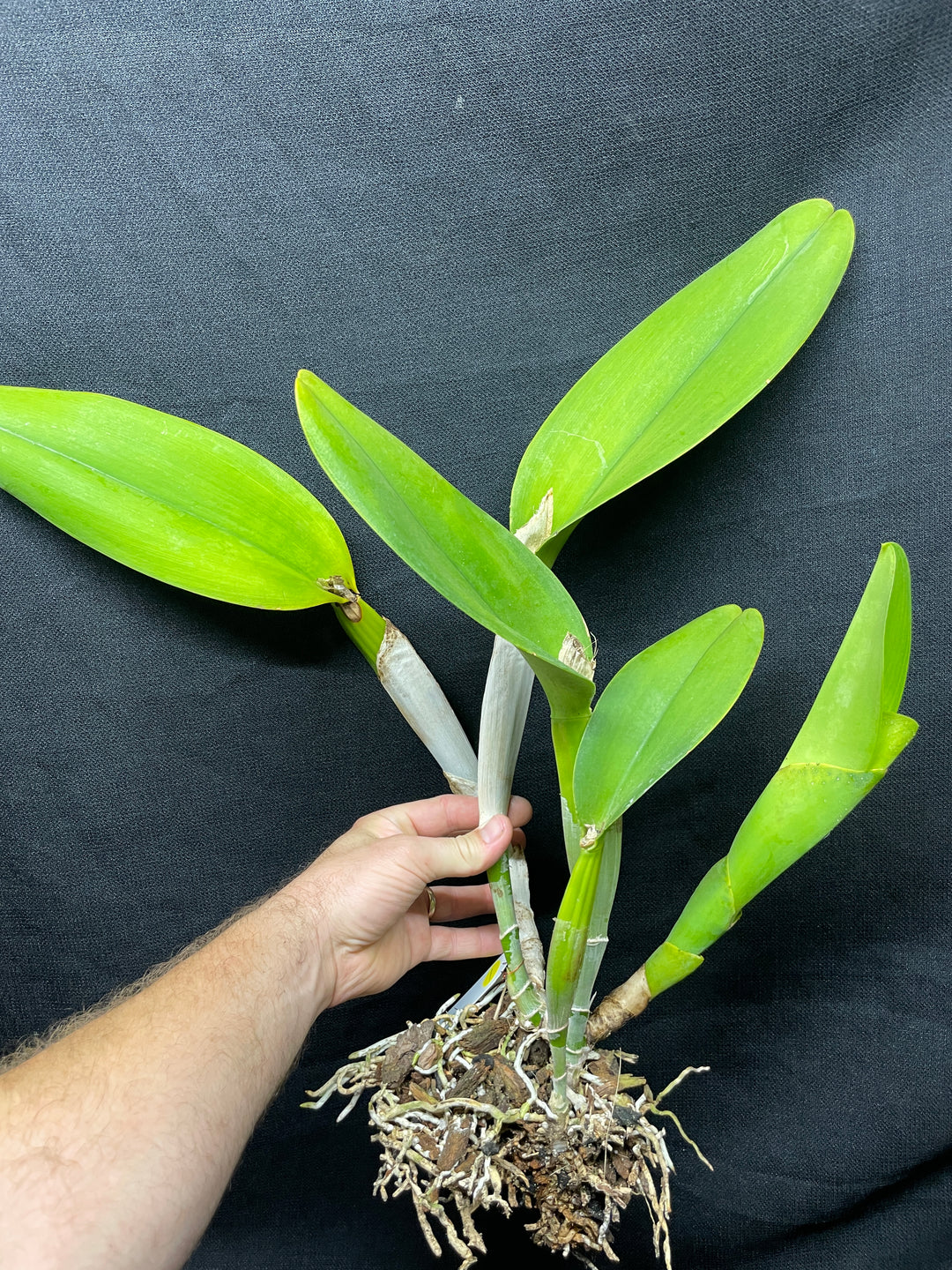 Lc. Antinea `Copper King&