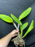 Lc. Antinea `Copper King' AM/RSPC Div #1 Cattleya Orchid Plant
