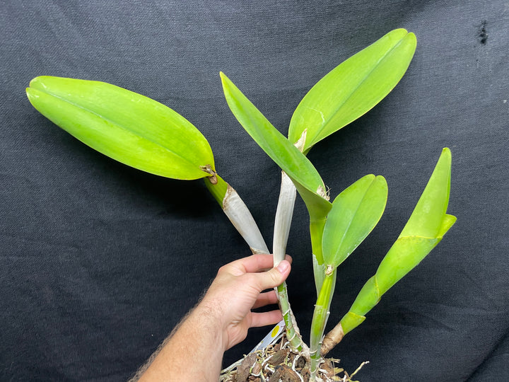 Lc. Antinea `Copper King&