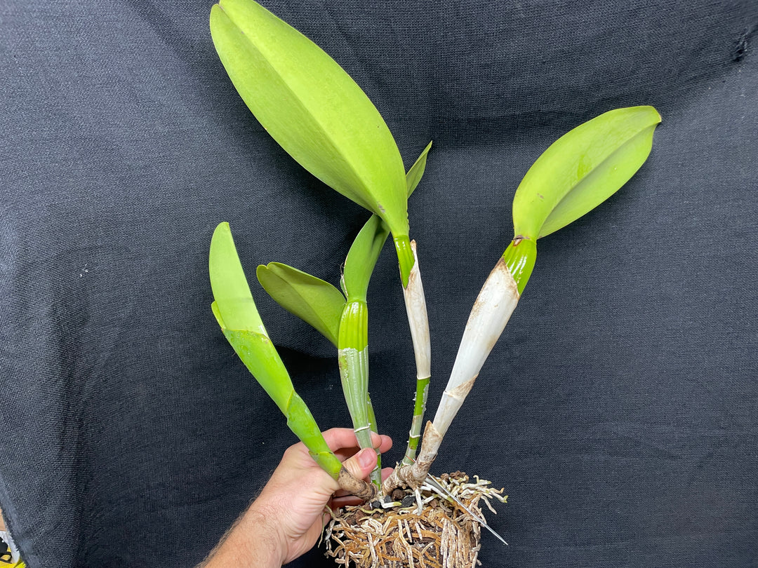 Lc. Antinea `Copper King&