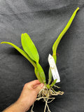 Lc. George Baldwin `Waldor' Div #1 Cattleya Orchid Plant Original