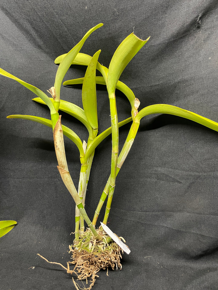 C. Portia `Gloriosa&