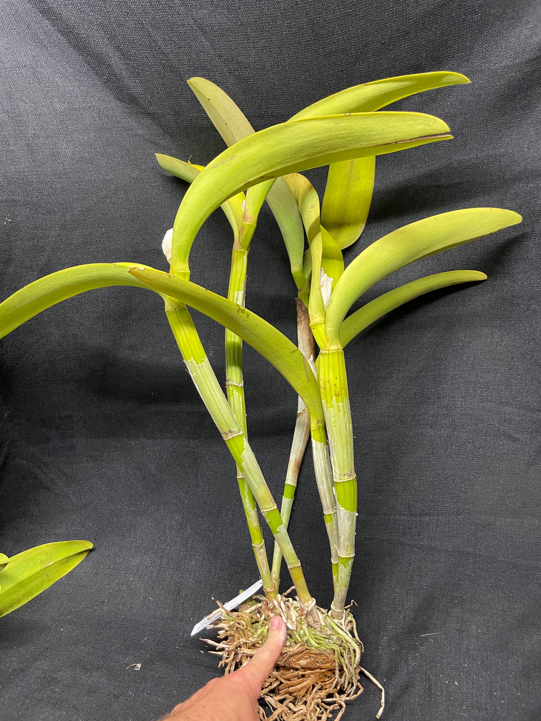 C. Portia `Gloriosa&