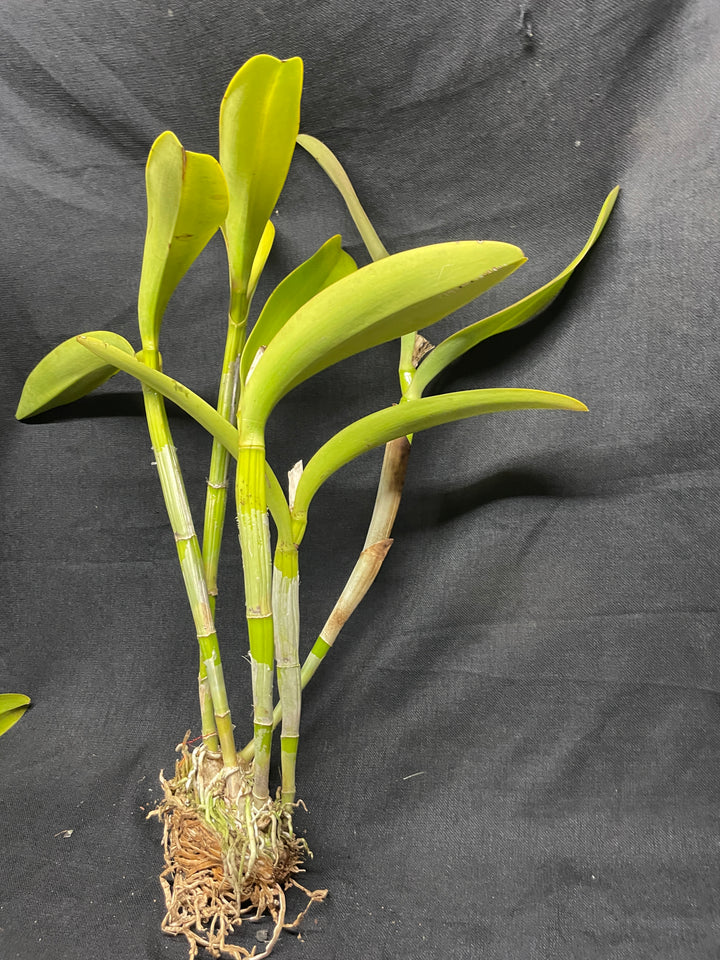 C. Portia `Gloriosa&