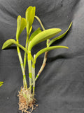 C. Portia `Gloriosa' AM/AOS, AM/ODC Div #1 Cattleya Orchid Plant