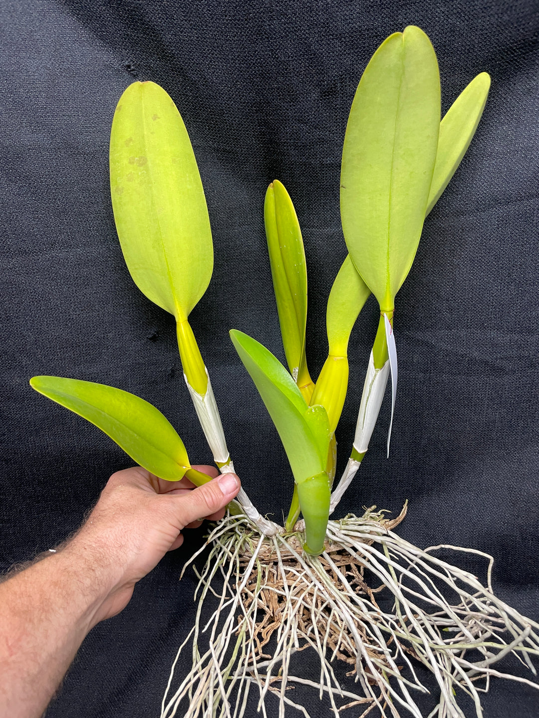 C. Mary Ann Barnett `Exquisita&