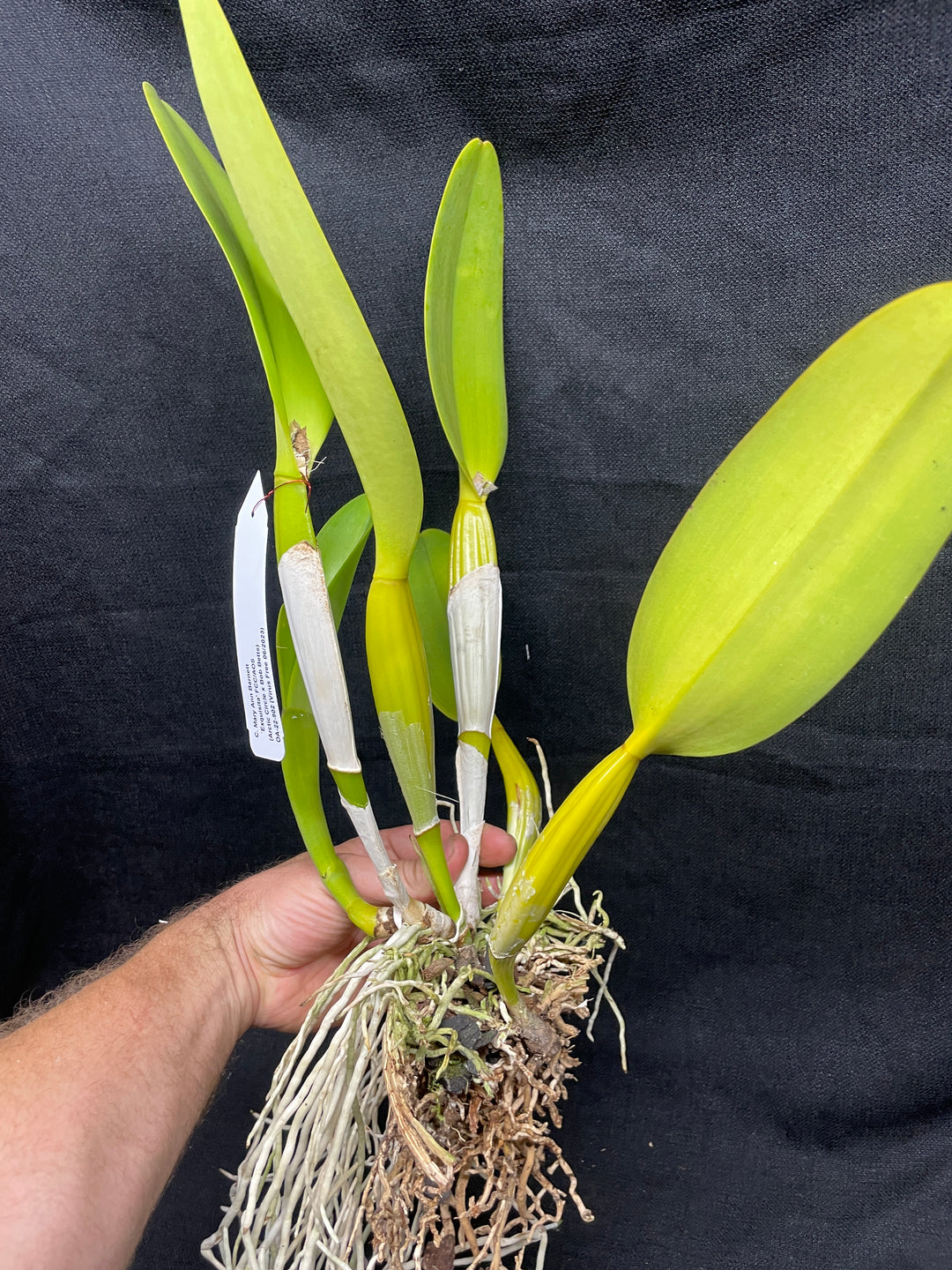 C. Mary Ann Barnett `Exquisita&