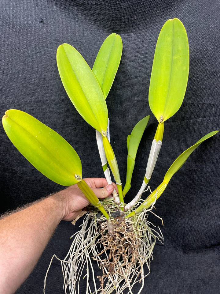 C. Mary Ann Barnett `Exquisita&