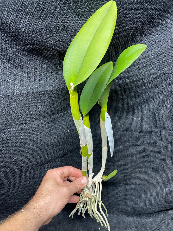 Blc. Vermonts Green Mountains `