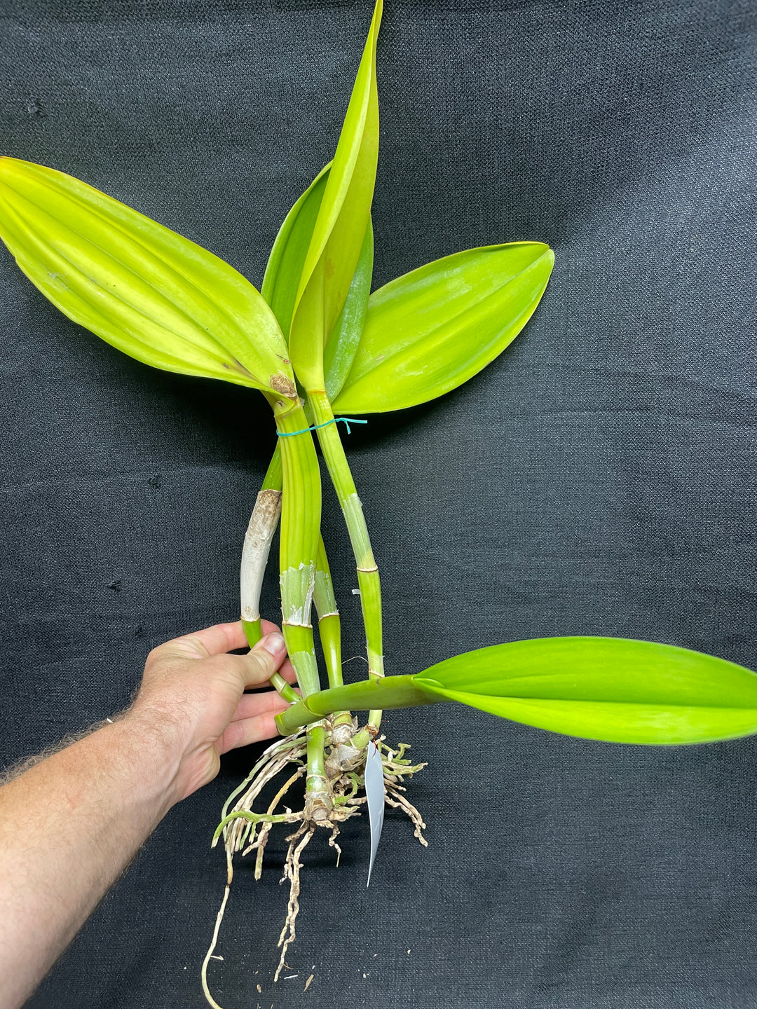 Blc. Haiku Gold `Pauwela&