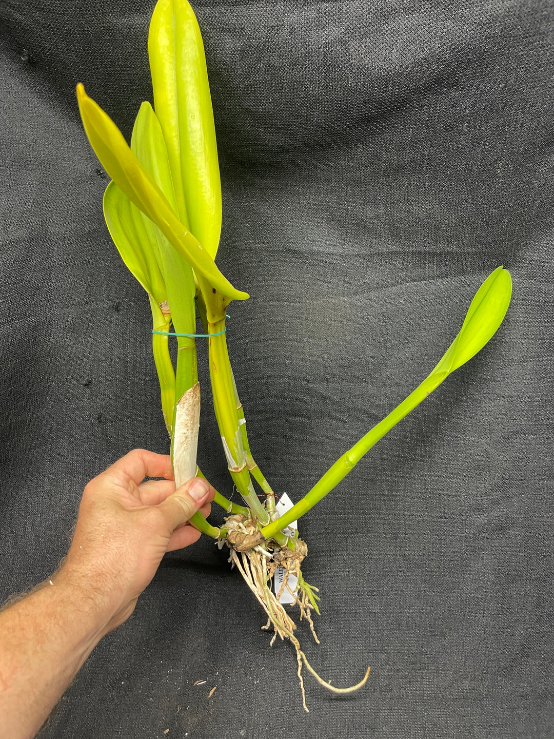 Blc. Haiku Gold `Pauwela&