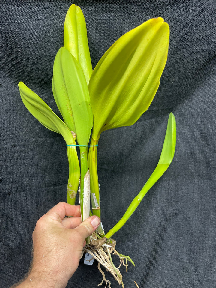 Blc. Haiku Gold `Pauwela&