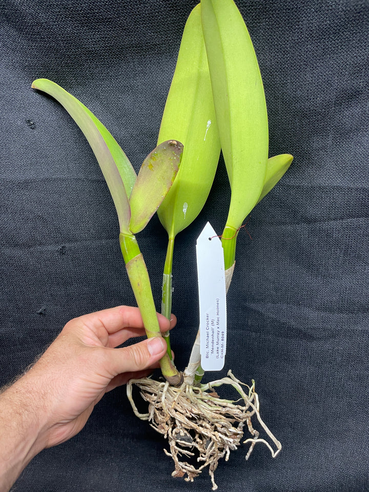 Blc. Michael Crocker `Mendenhall&