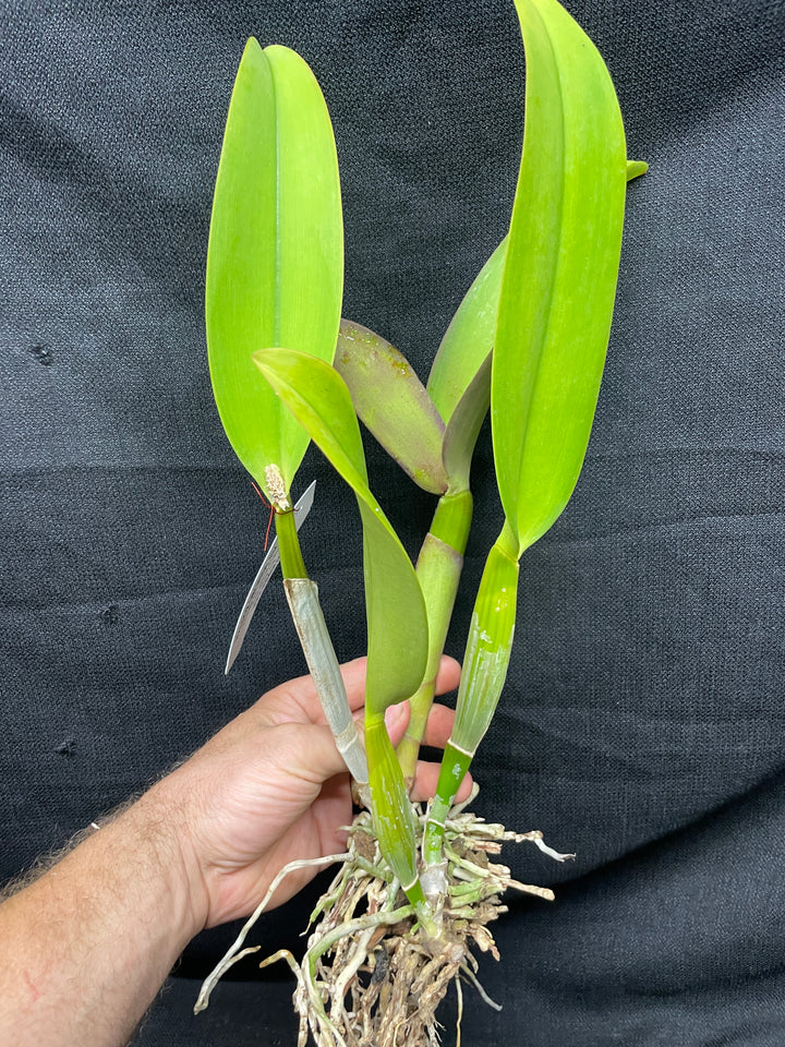 Blc. Michael Crocker `Mendenhall&
