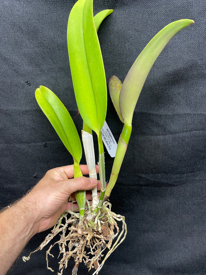 Blc. Michael Crocker `Mendenhall&