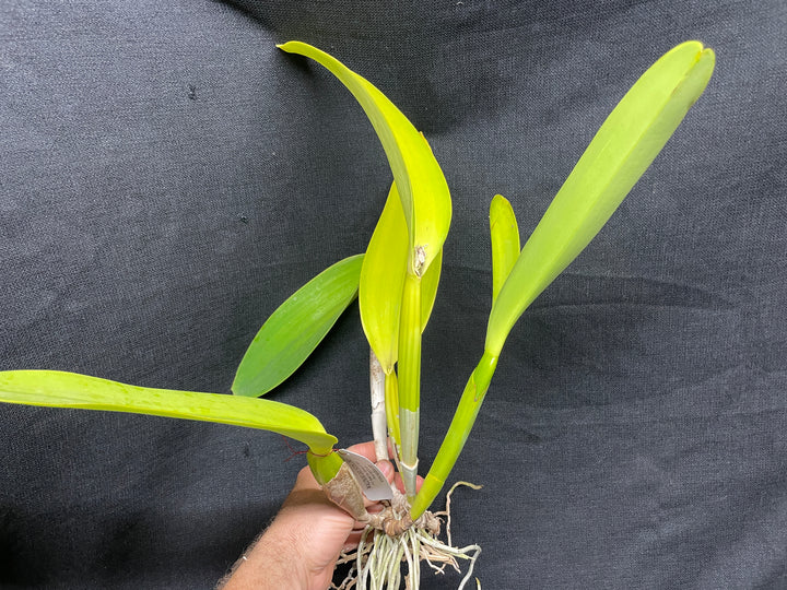 C. Fabia `Pale Yellow&