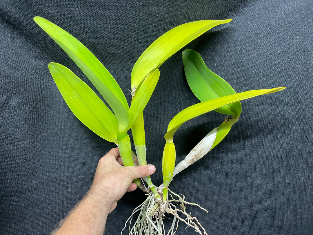 C. Fabia `Pale Yellow&