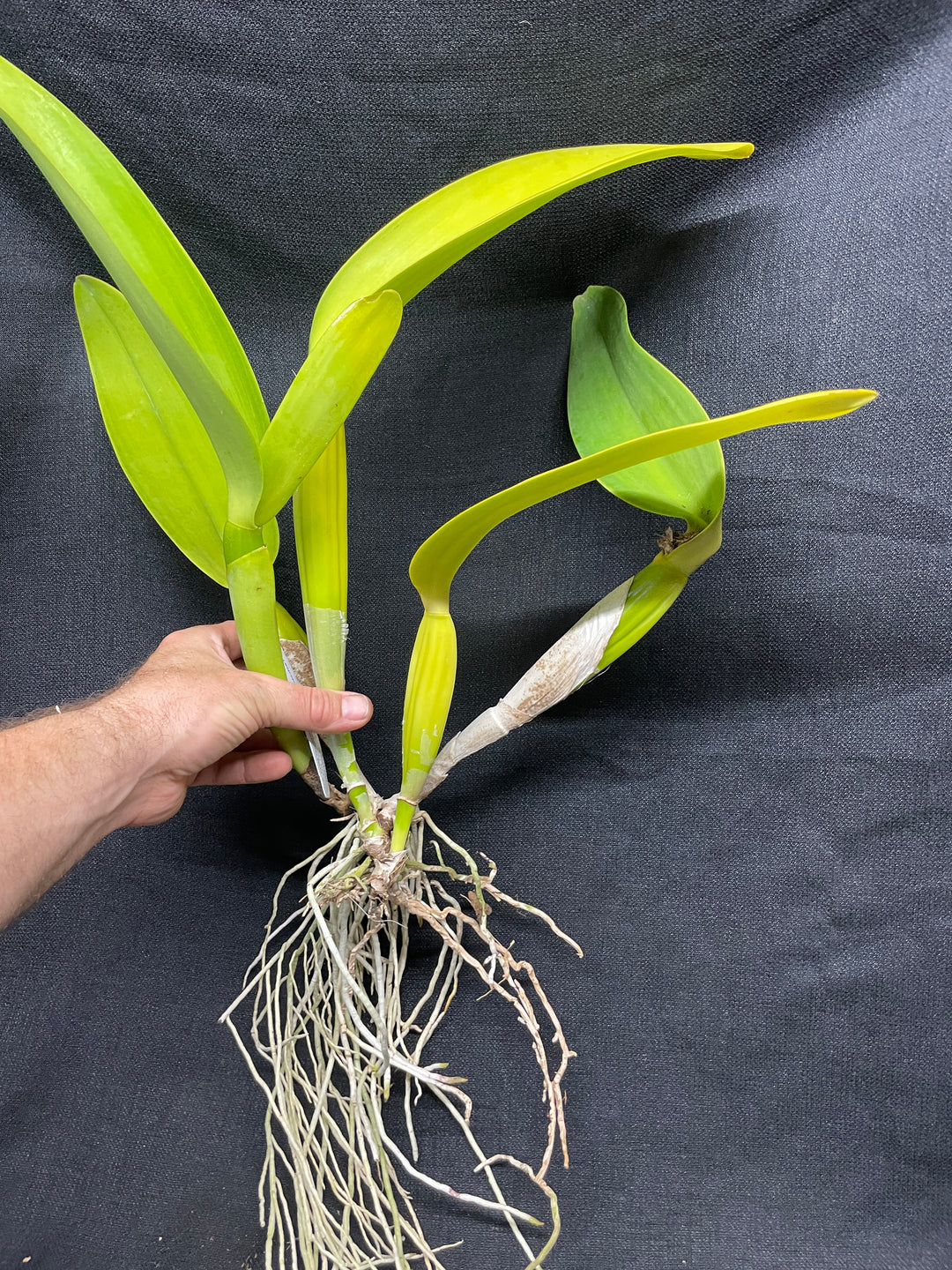 C. Fabia `Pale Yellow&