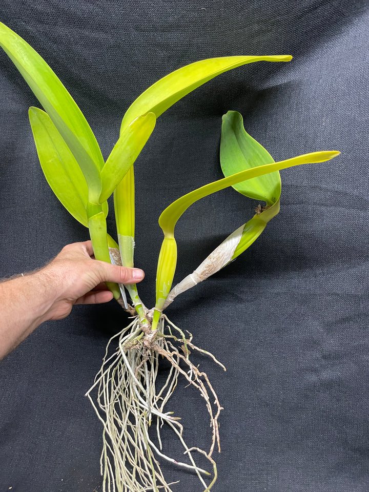 C. Fabia `Pale Yellow&