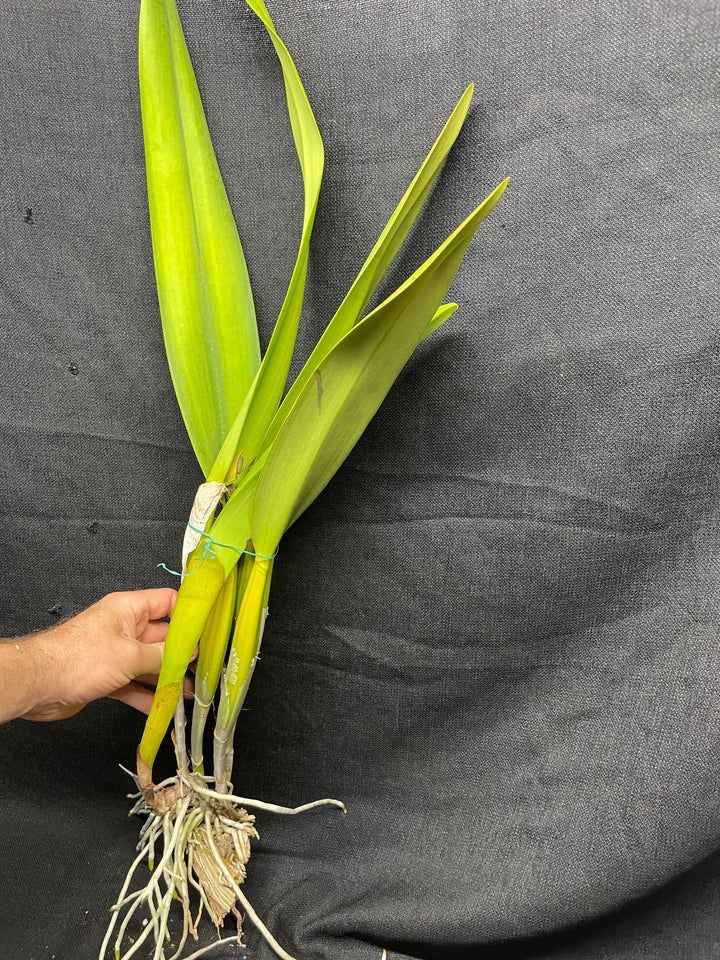 L. purpurata `Waldor&