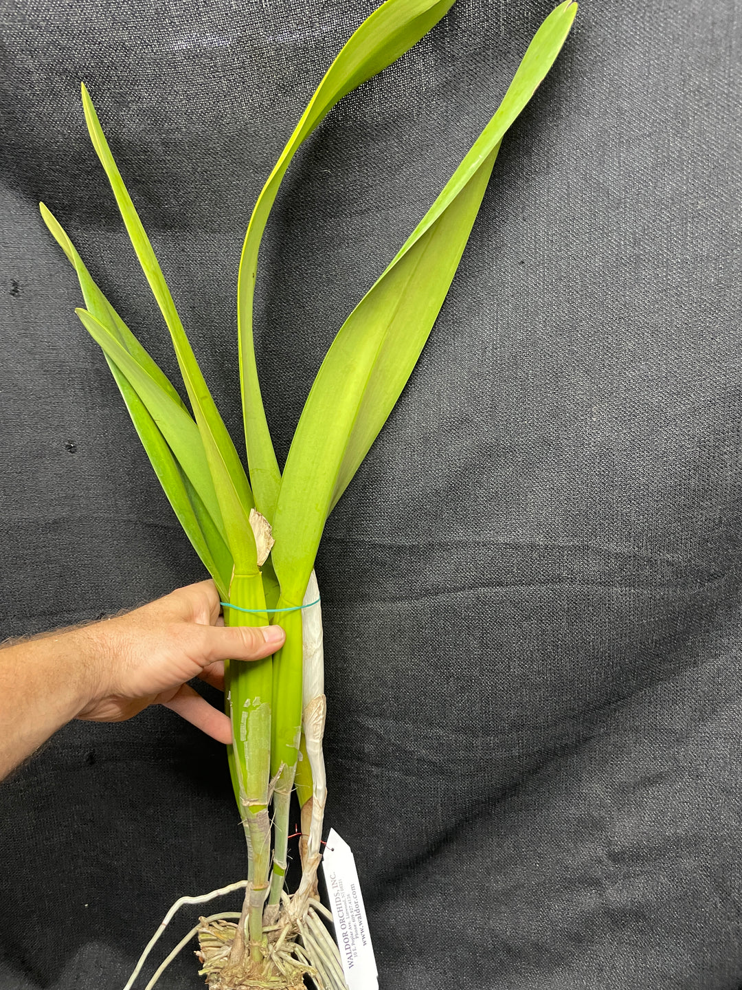 L. purpurata `Waldor&