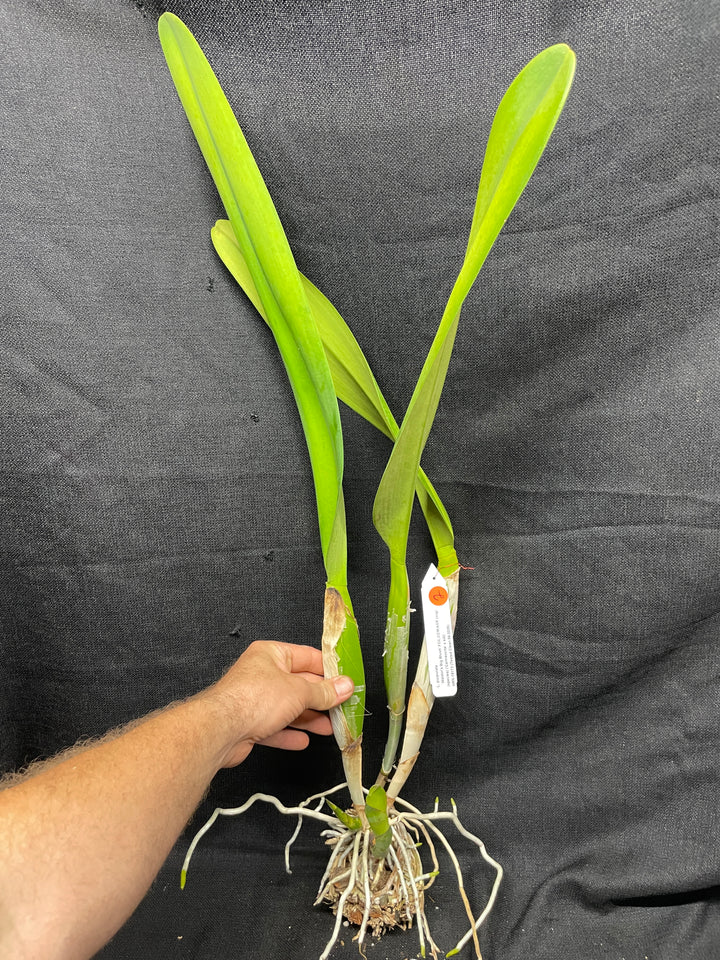 L. purpurata `Waldor&