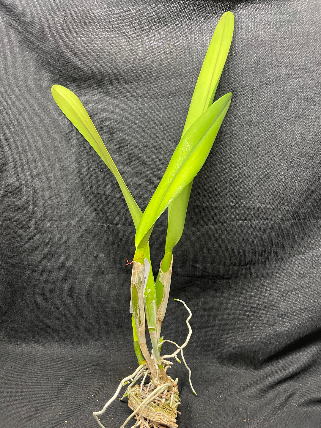 L. purpurata `Waldor&