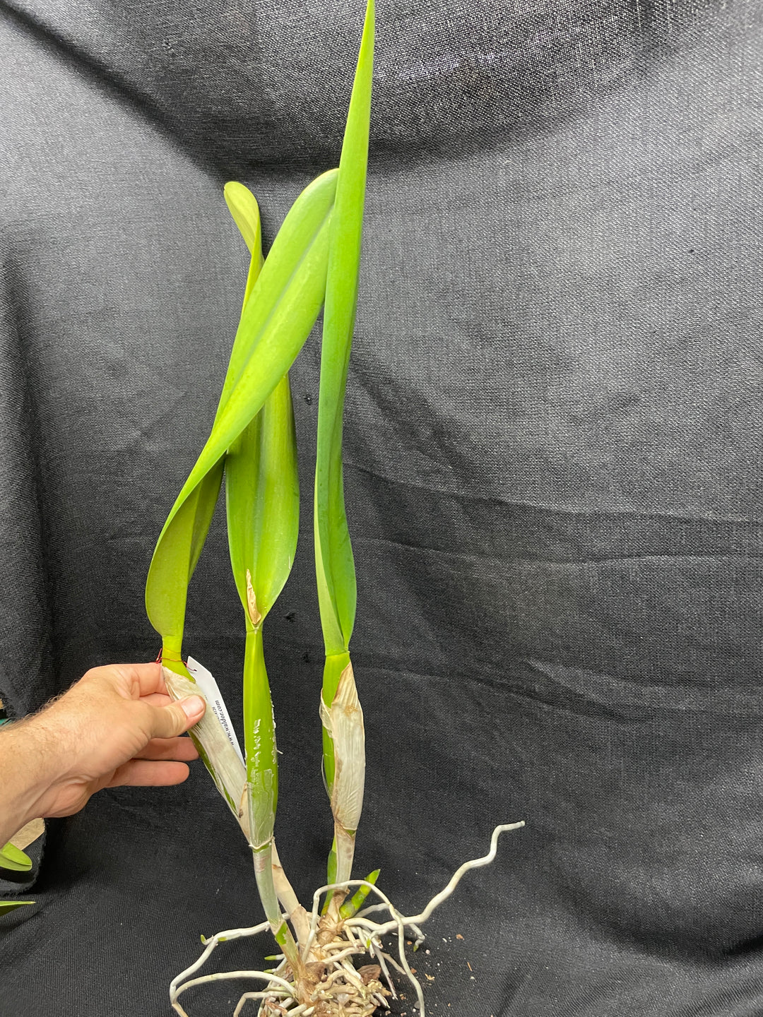 L. purpurata `Waldor&