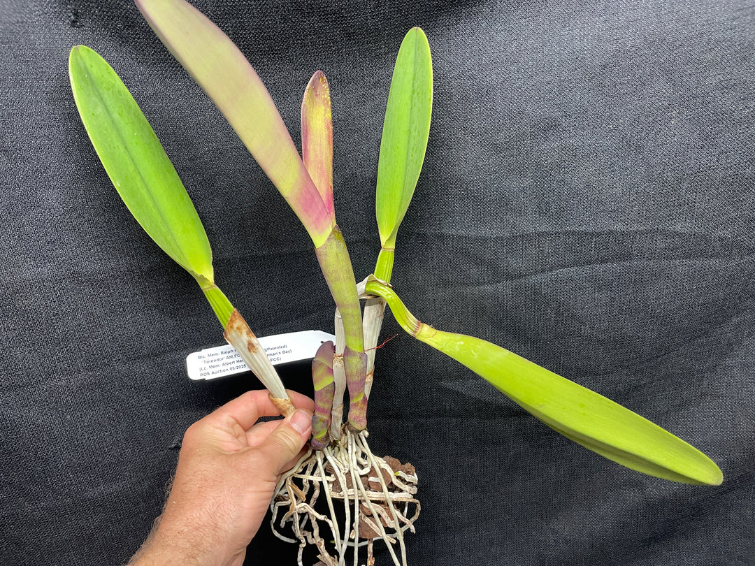 Blc. Mem. Ralph Placentia `Toreador&
