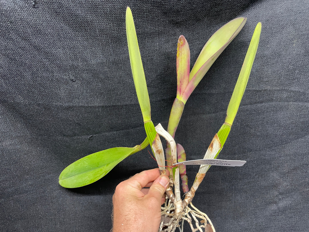Blc. Mem. Ralph Placentia `Toreador&