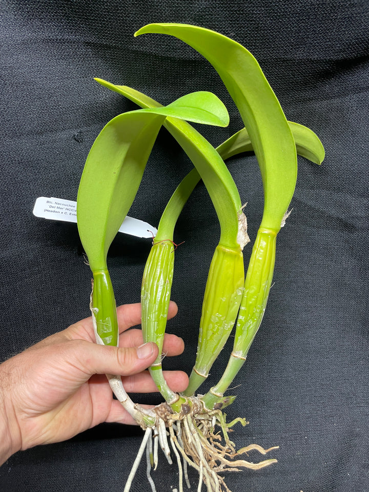 Blc. Nacouchee `Del Mar&