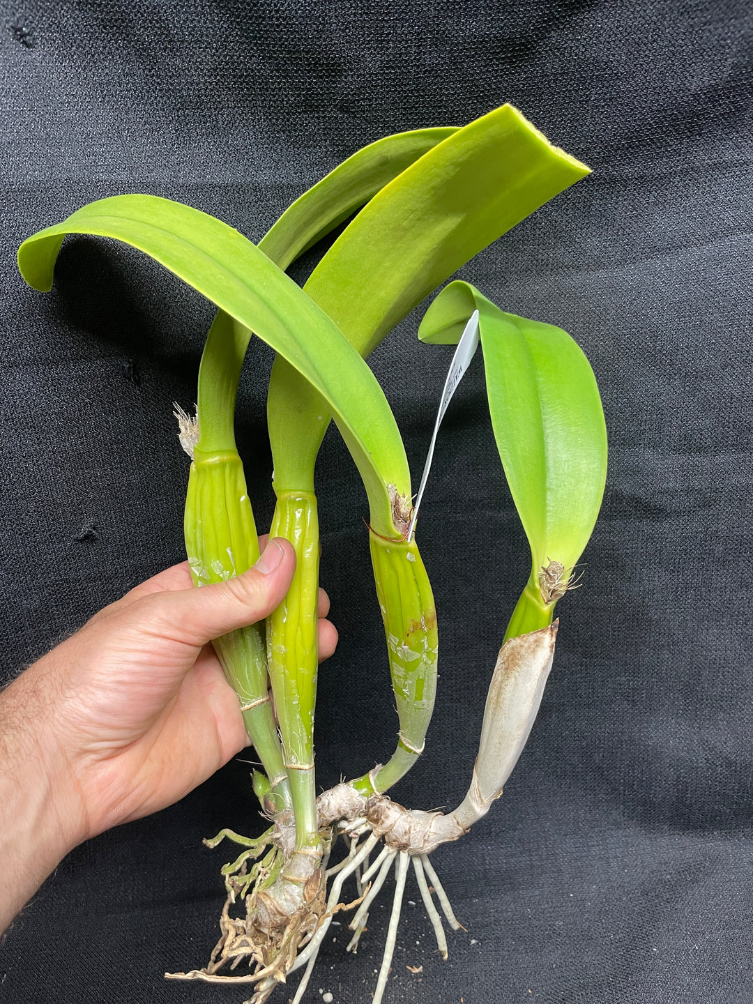 Blc. Nacouchee `Del Mar&