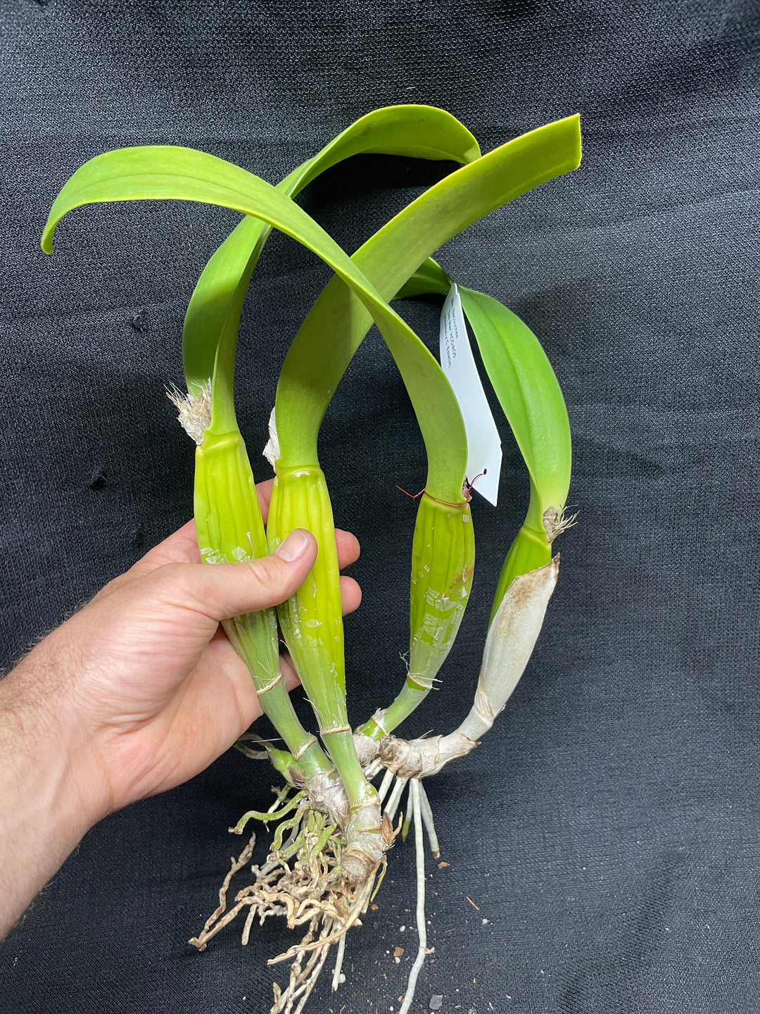 Blc. Nacouchee `Del Mar&