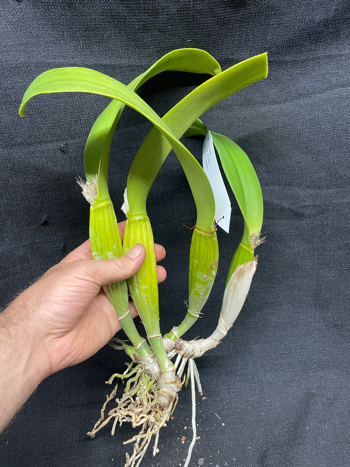 Blc. Nacouchee `Del Mar&