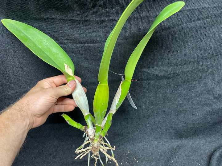 Blc. Tickled Pink `Blumen Insel&