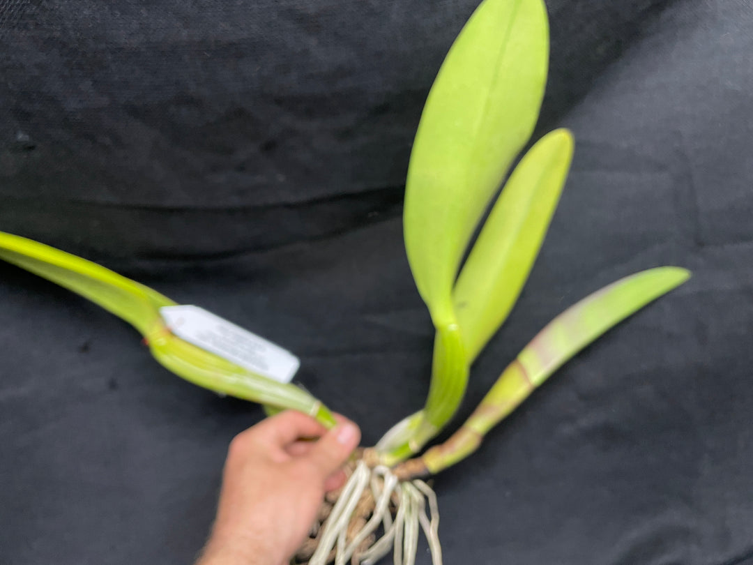 Pot. San Damiano `Watermelon Gold&