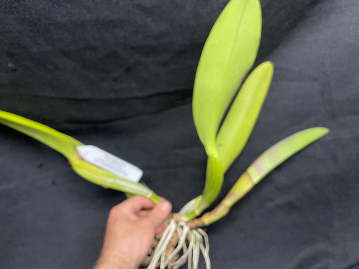 Pot. San Damiano `Watermelon Gold&