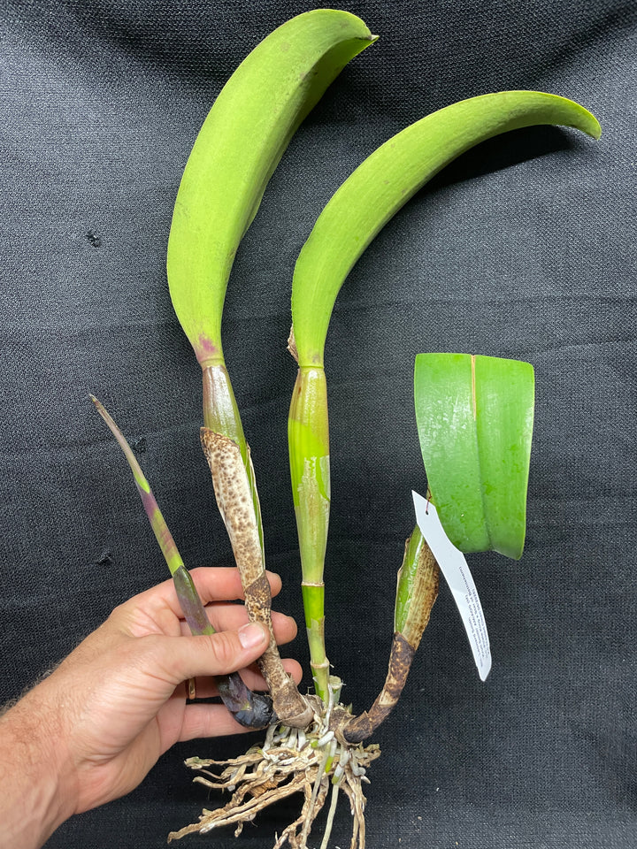 Blc. Leonard Smith `Krull Smith&