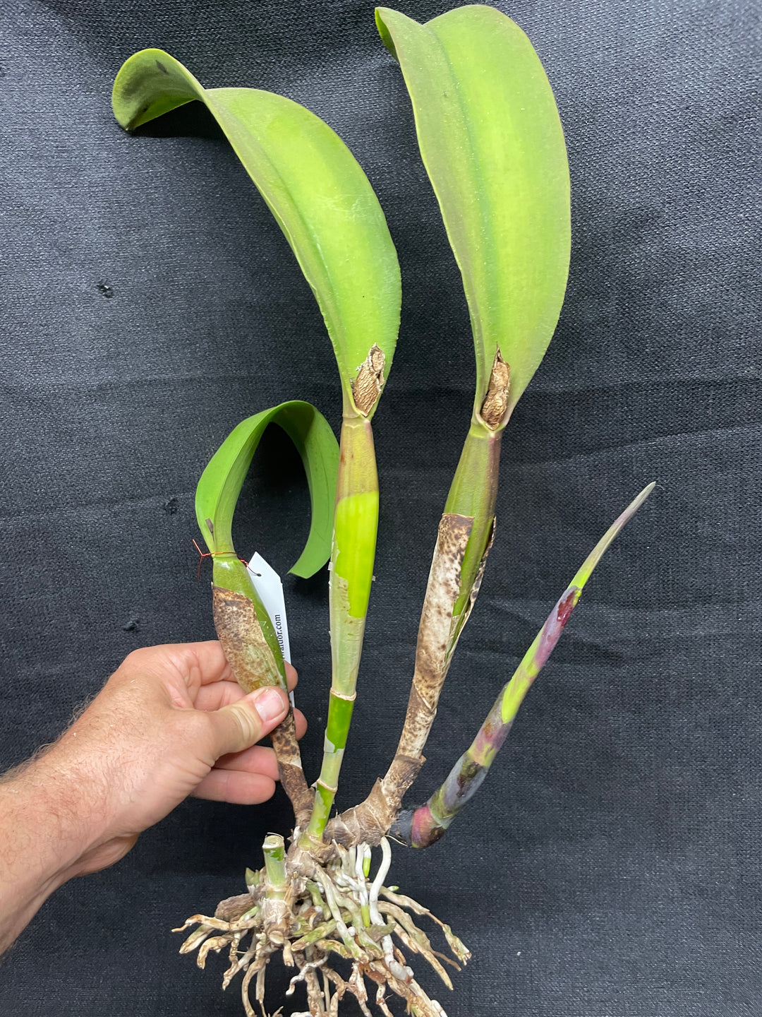 Blc. Leonard Smith `Krull Smith&