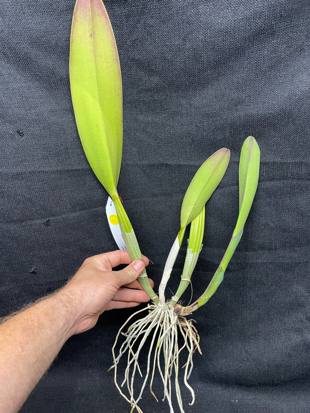 Blc. Silk Road `China Trader&