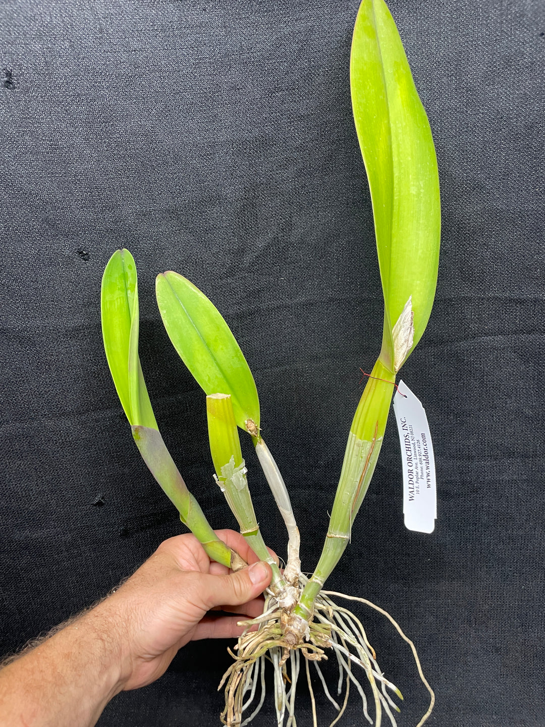 Blc. Silk Road `China Trader&