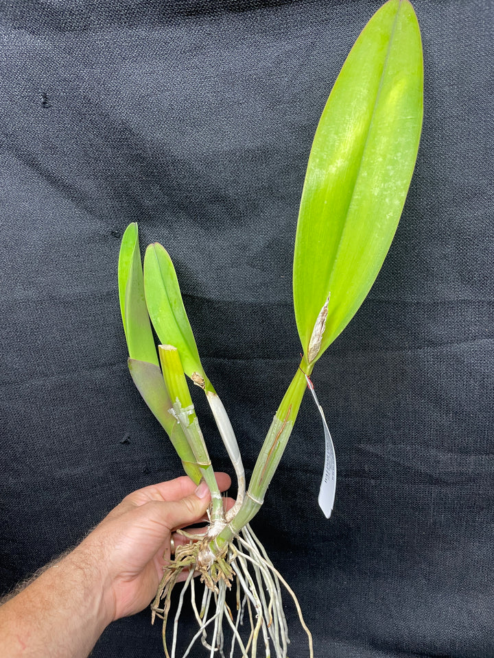 Blc. Silk Road `China Trader&