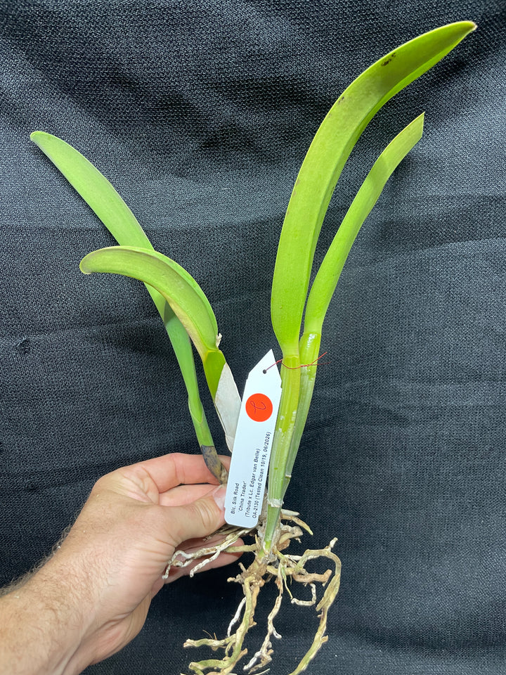 Blc. Silk Road `China Trader&