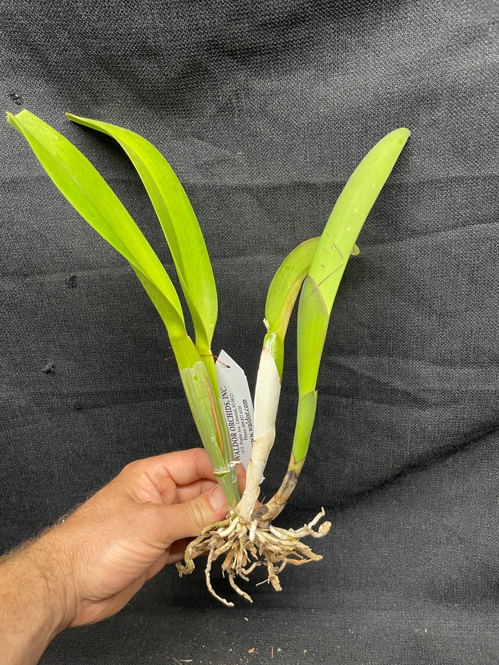 Blc. Silk Road `China Trader&