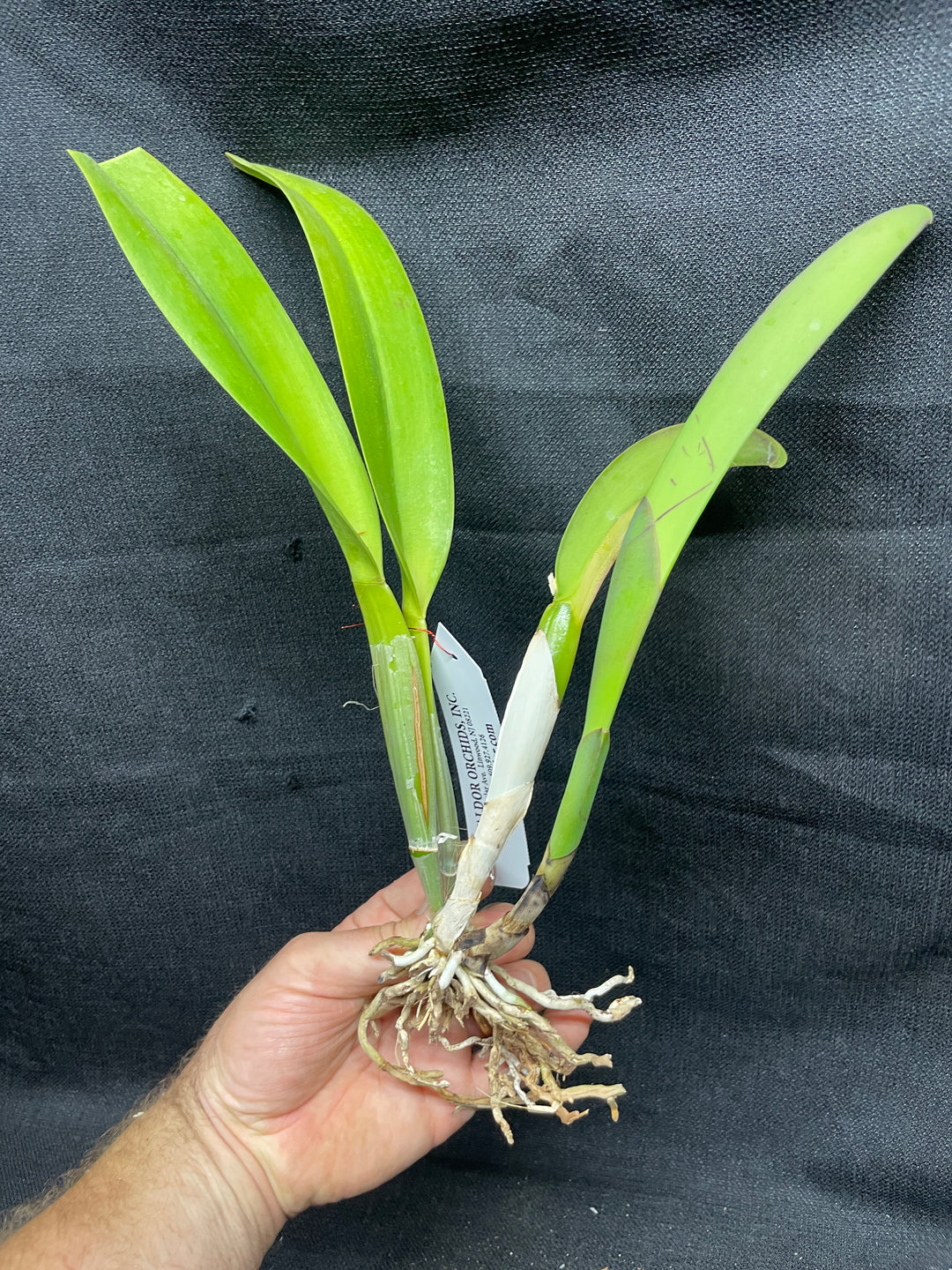 Blc. Silk Road `China Trader&