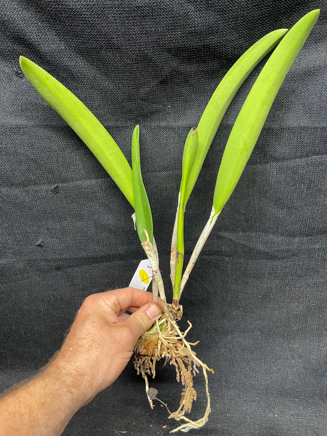 Blc. Apache Sunrise `Jason&