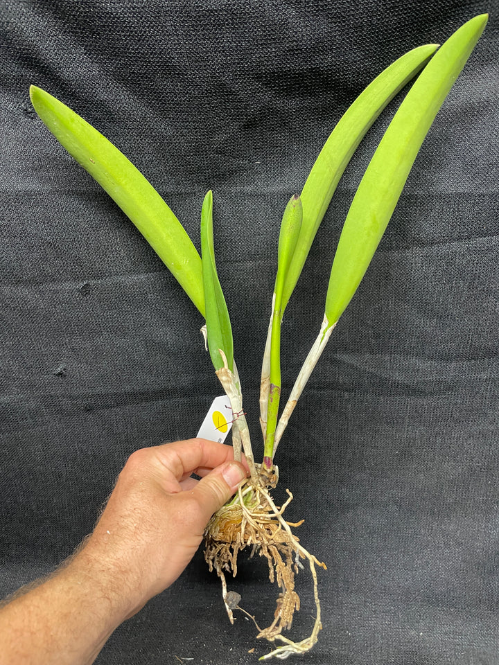 Blc. Apache Sunrise `Jason&