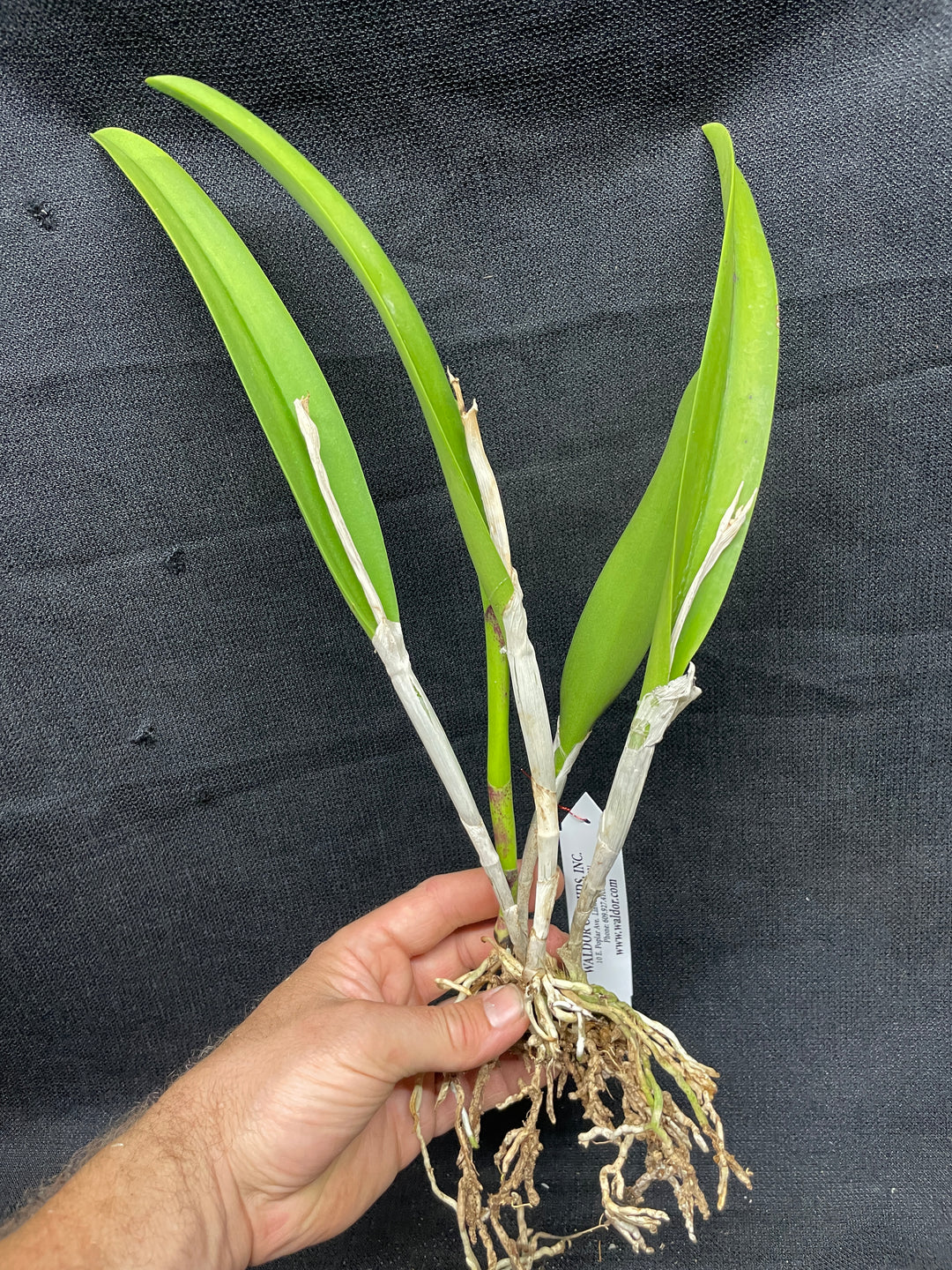 Blc. Apache Sunrise `Jason&