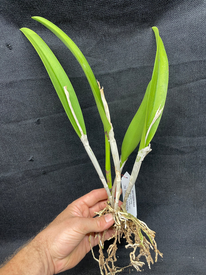 Blc. Apache Sunrise `Jason&